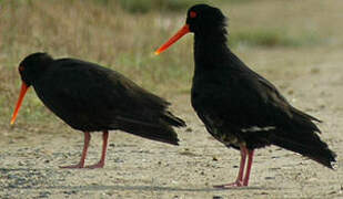 Variable Oystercatcher