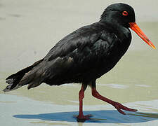 Variable Oystercatcher