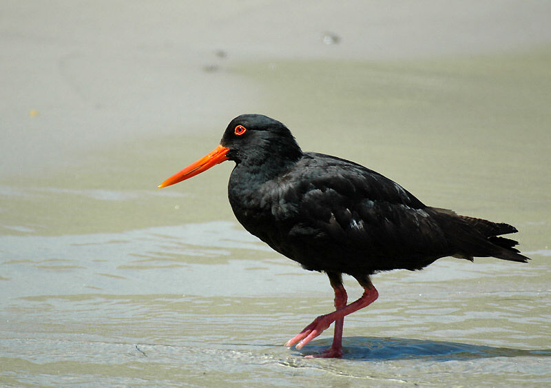 Variable Oystercatcher