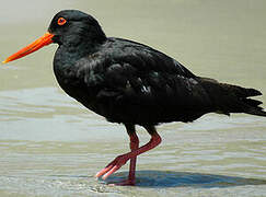 Variable Oystercatcher