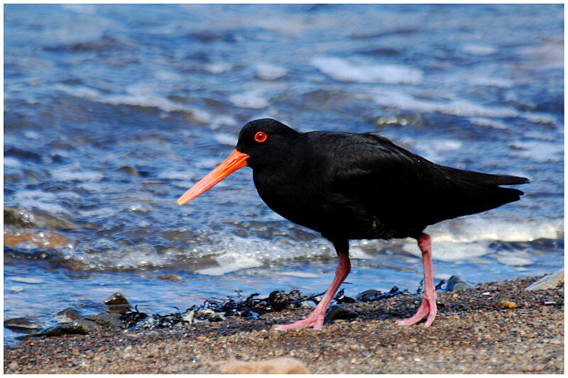 Variable Oystercatcheradult