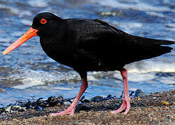 Variable Oystercatcher