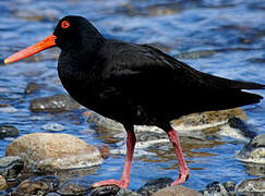 Variable Oystercatcher