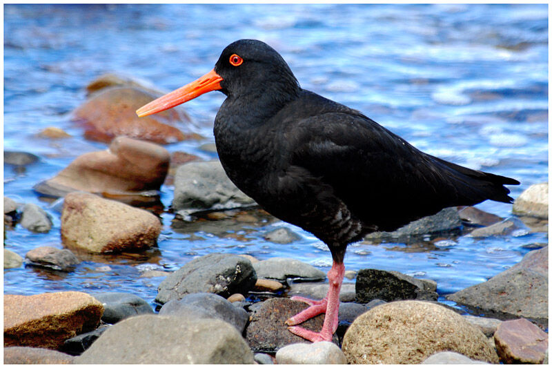 Variable Oystercatcheradult