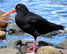 Variable Oystercatcher