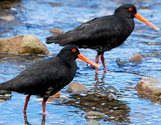 Variable Oystercatcher