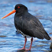 Variable Oystercatcher