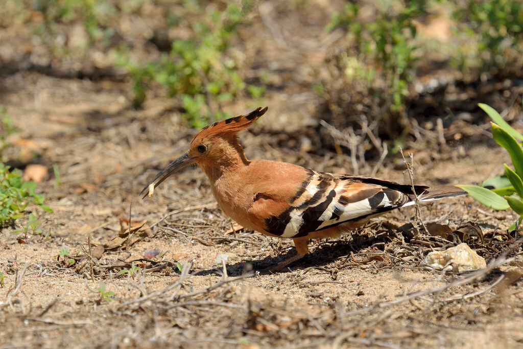 Huppe d'Afriqueadulte, régime, mange