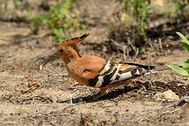 African Hoopoe