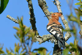 African Hoopoe