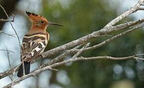 African Hoopoe