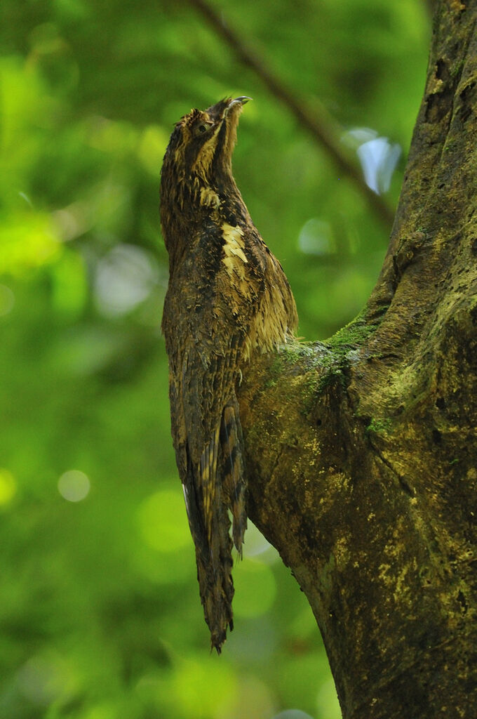 Long-tailed Potooadult