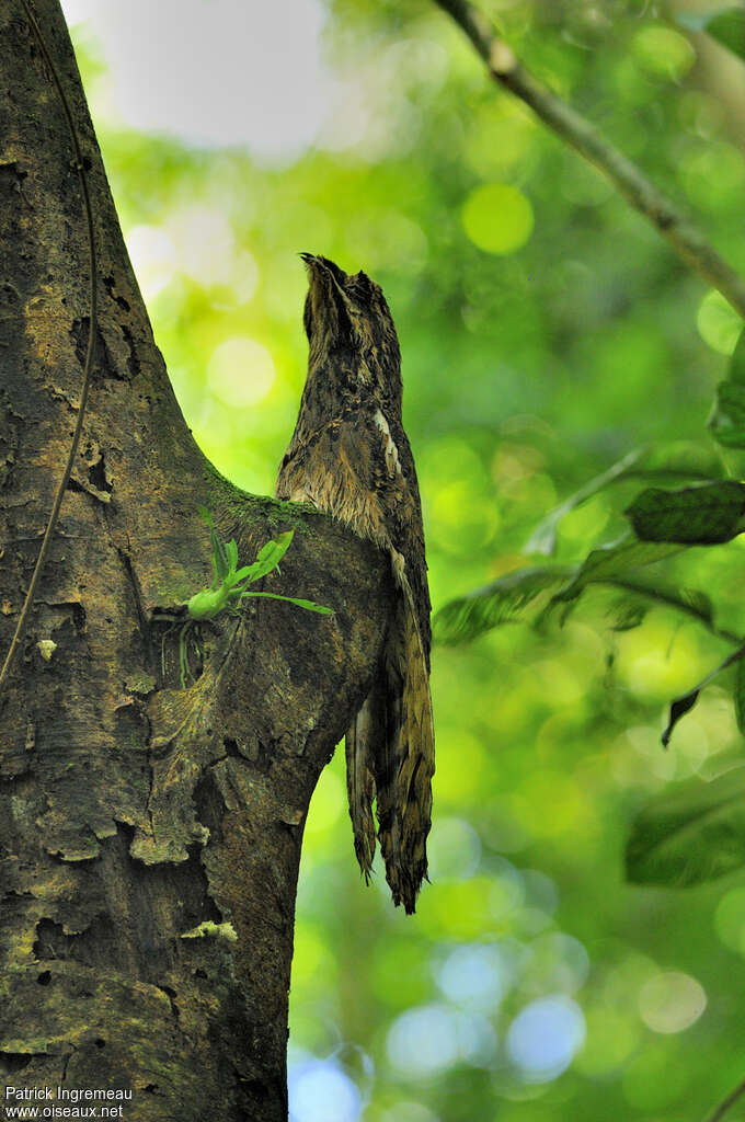 Long-tailed Potooadult, camouflage