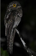 Common Potoo