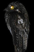 Common Potoo