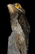 Common Potoo