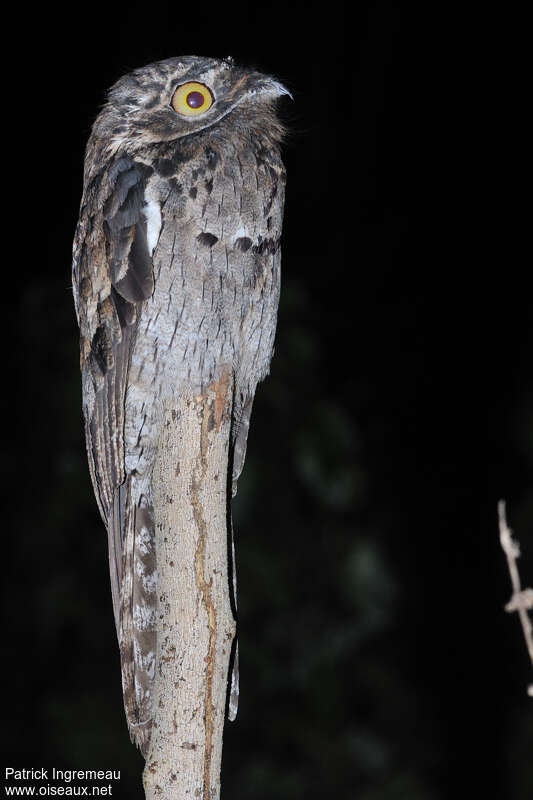 Common Potooadult, close-up portrait