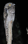 Common Potoo