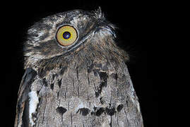 Common Potoo