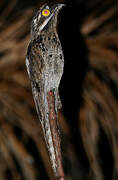 Common Potoo