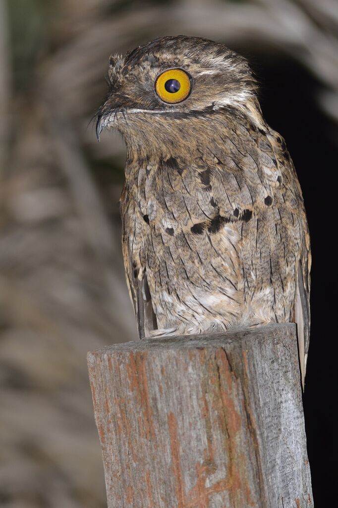 Common Potoo