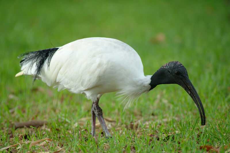 Australian White Ibis