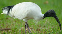 Ibis à cou noir