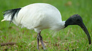 Australian White Ibis