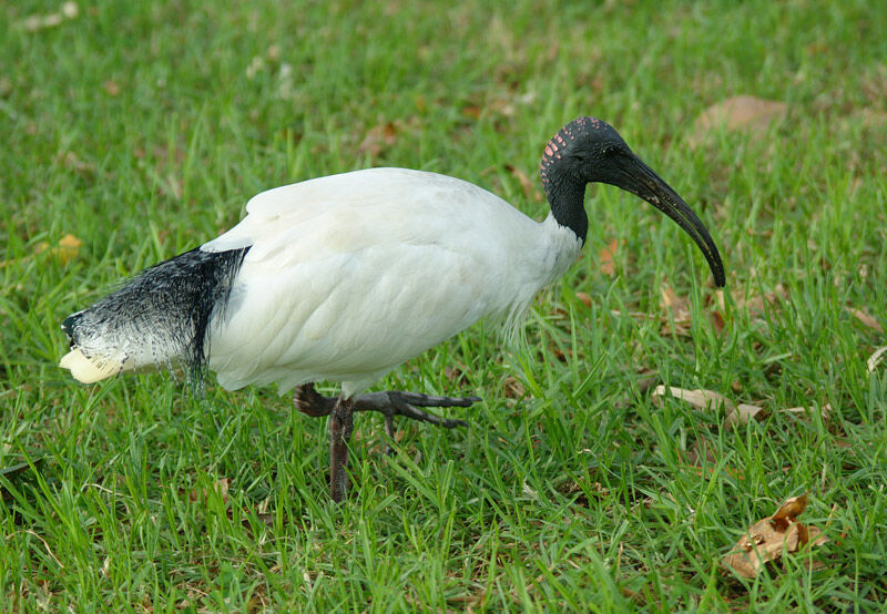 Ibis à cou noir