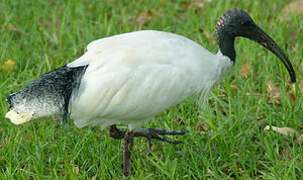 Ibis à cou noir