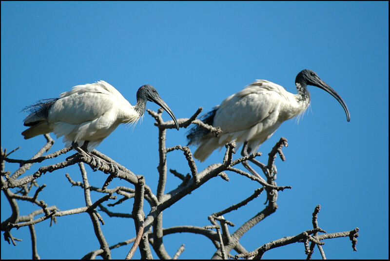 Australian White Ibisadult