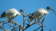 Ibis à cou noir