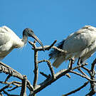 Ibis à cou noir