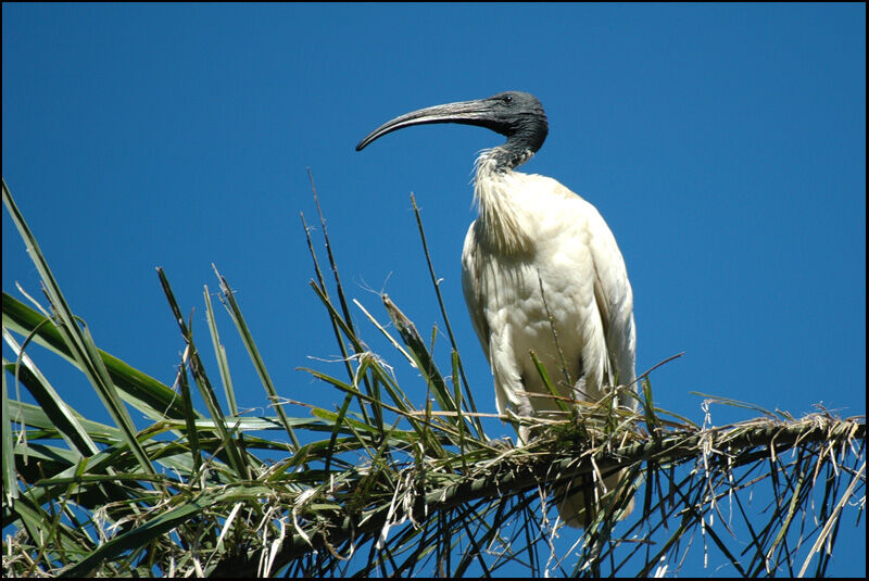 Ibis à cou noir