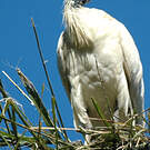 Ibis à cou noir