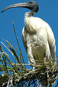 Ibis à cou noir