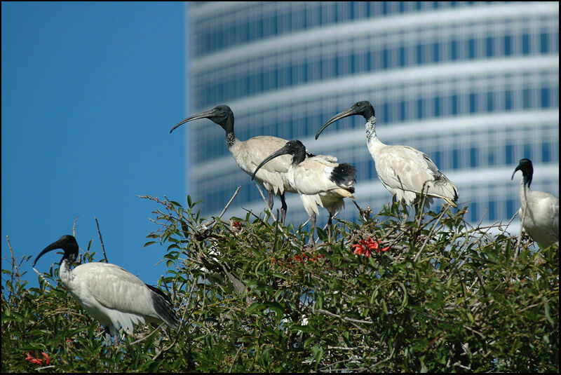 Australian White Ibis