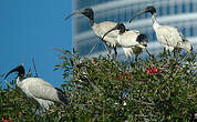 Ibis à cou noir