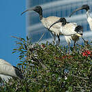 Ibis à cou noir