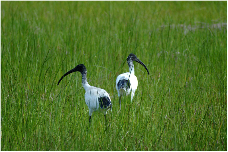 Australian White Ibisadult