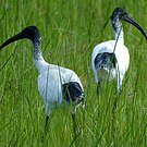 Ibis à cou noir