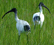 Australian White Ibis