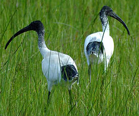 Ibis à cou noir