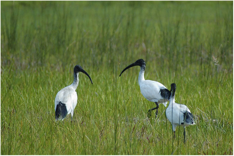 Australian White Ibisadult