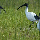 Ibis à cou noir