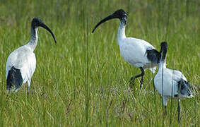 Ibis à cou noir