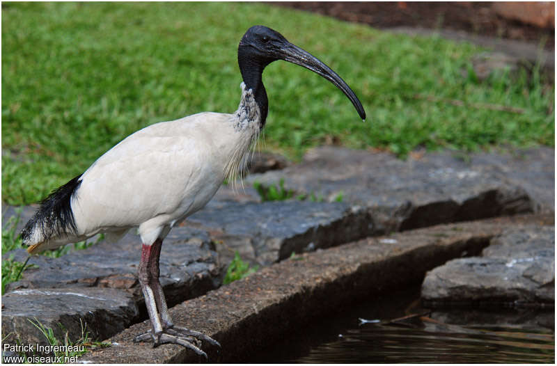 Australian White Ibisadult, identification