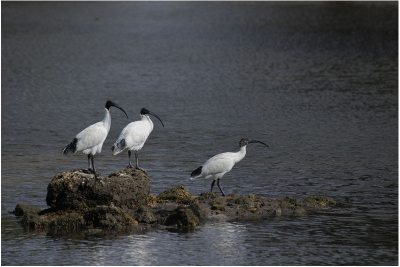 Australian White Ibisadult