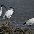 Ibis à cou noir