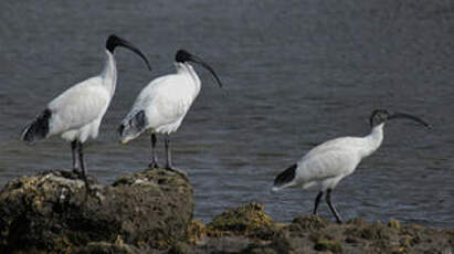 Ibis à cou noir